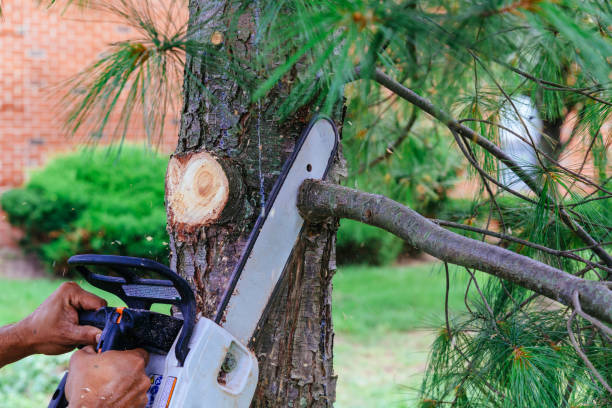 Best Tree Risk Assessment  in Ashville, OH